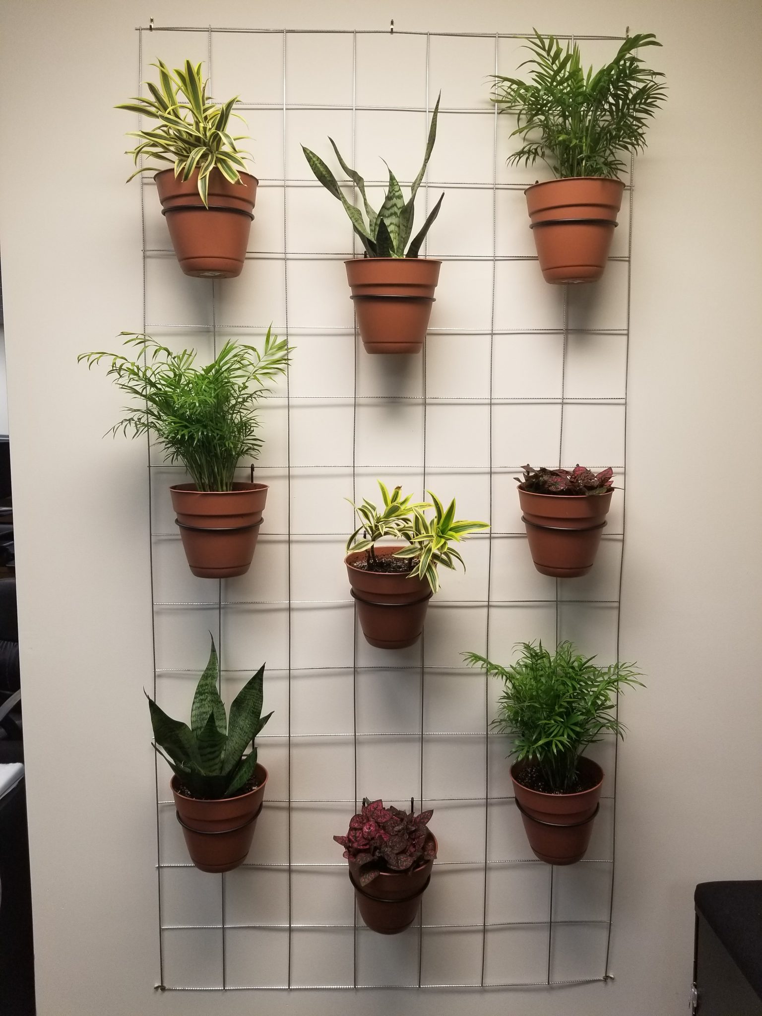 I’ve been on a journey these last few months to green our office – literally-- by building and testing a version of a living plant wall in the SBC office. Back in 2018, our team realized that all of the nature in our office was hung up in 2D picture frames on the wall and, as sustainability professionals, we wanted more of a connection to nature in our daily lives. Naturally, I accepted the challenge to “green up” our office without breaking the bank on expensive (though beautiful) living plant walls. Here’s how to add some healthy greenery to your office on a budget: